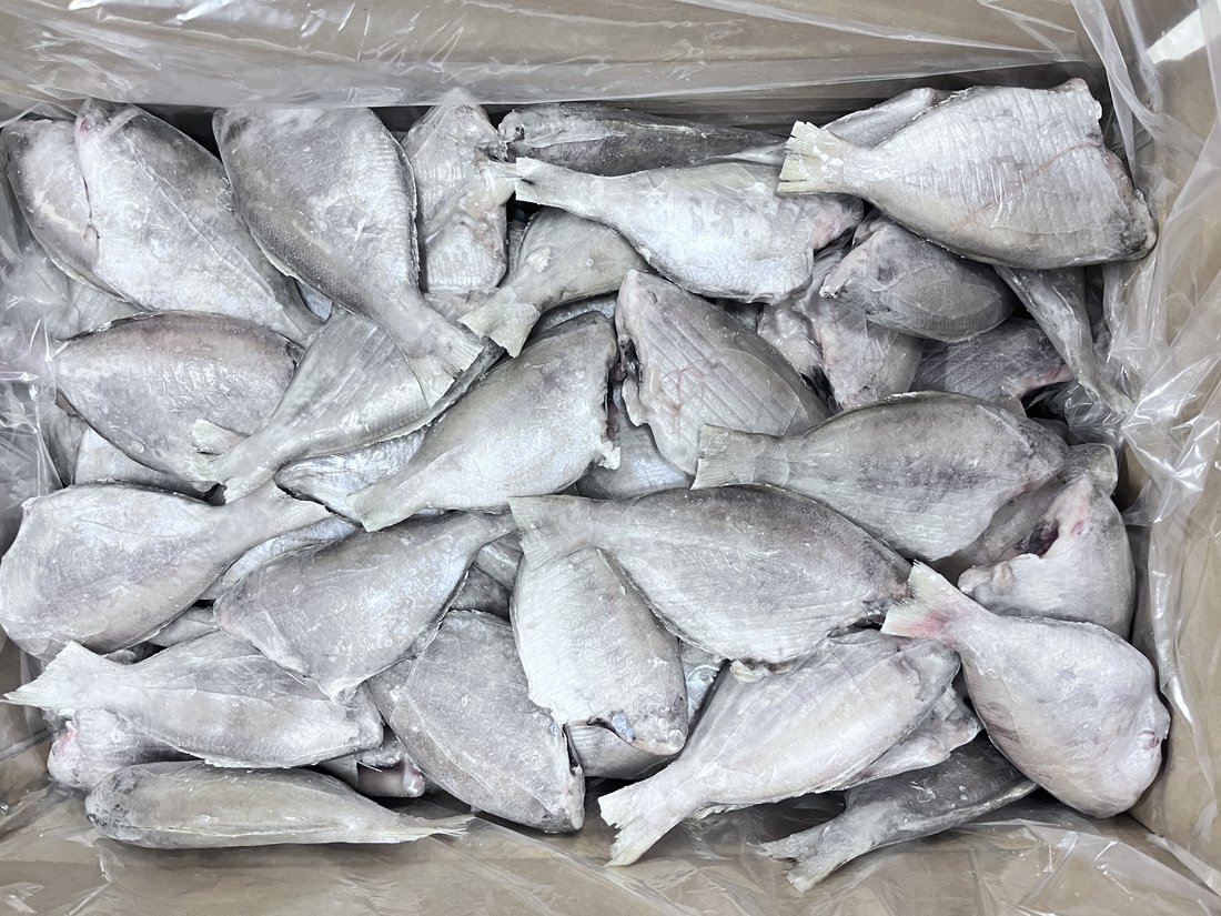 Frozen Japanese Butterfish (HGT)
