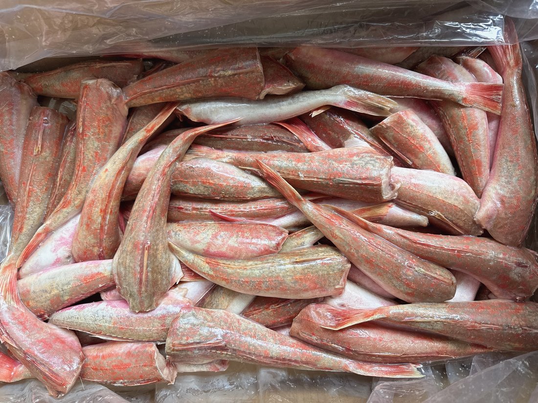 Frozen Red Gurnard