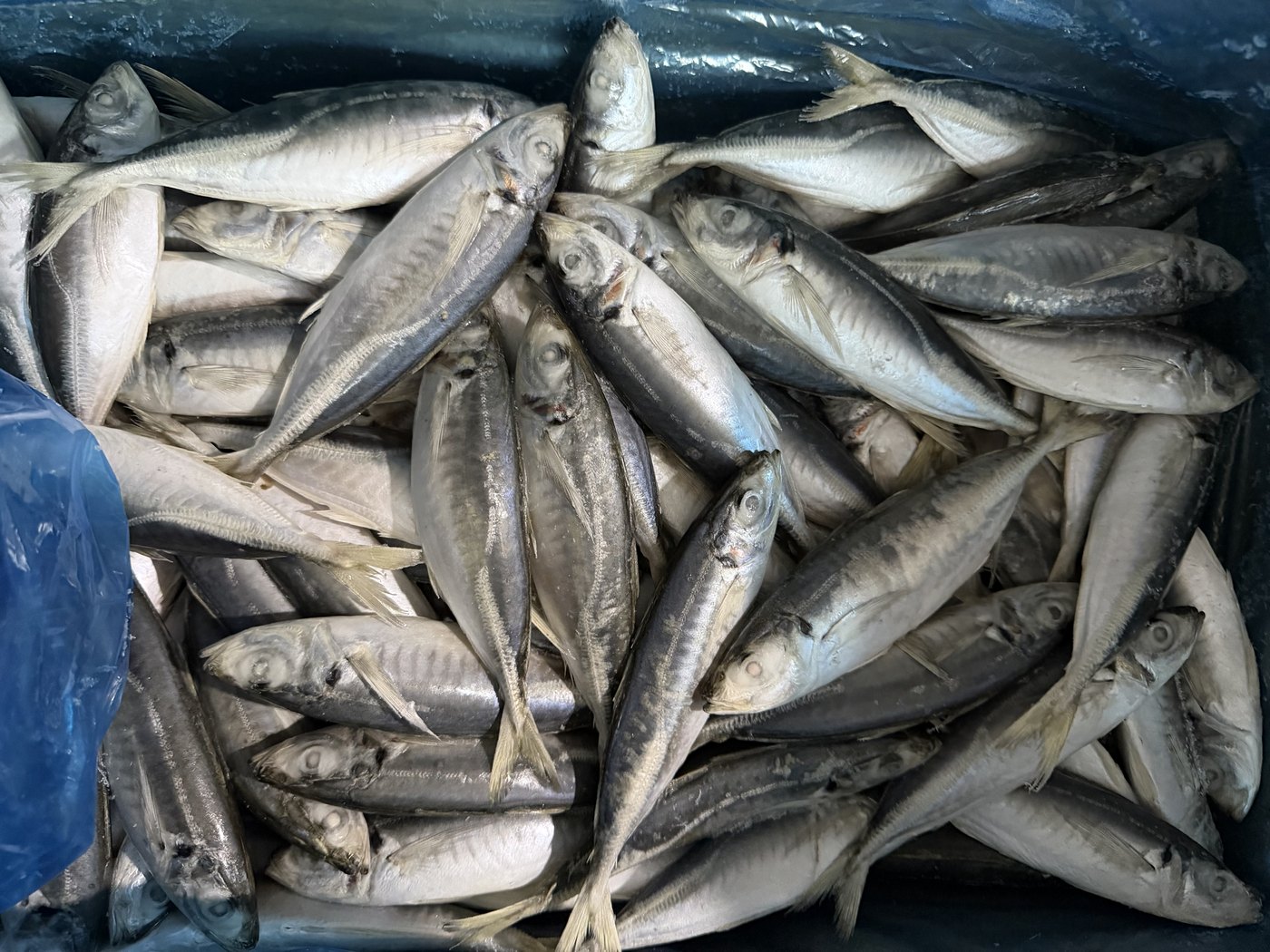 Land-Frozen Horse Mackerel
