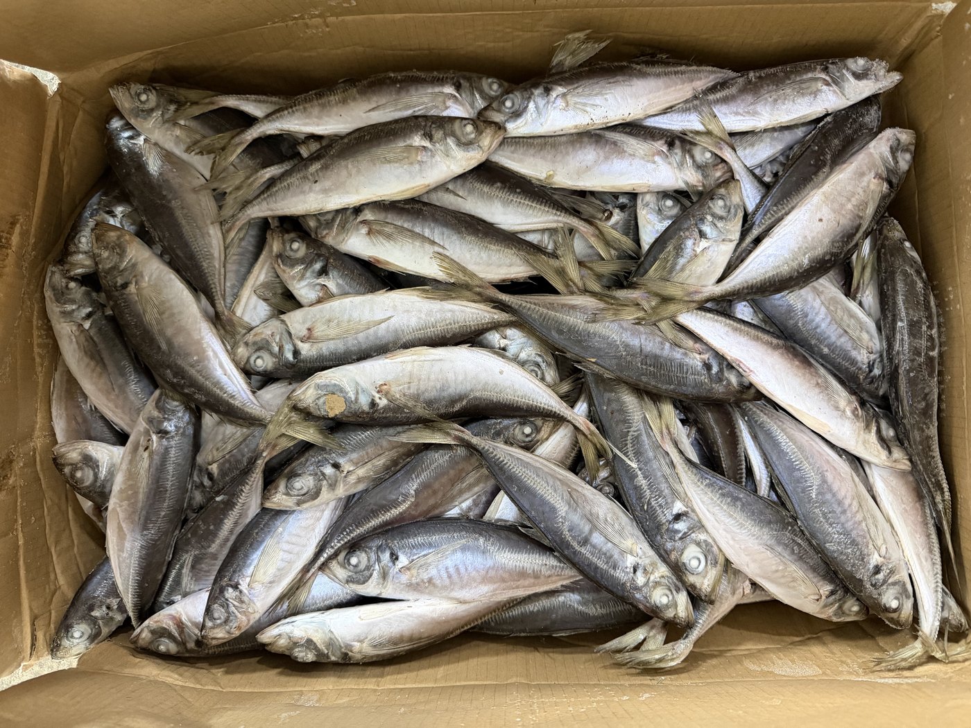 Sea-Frozen Horse Mackerel
