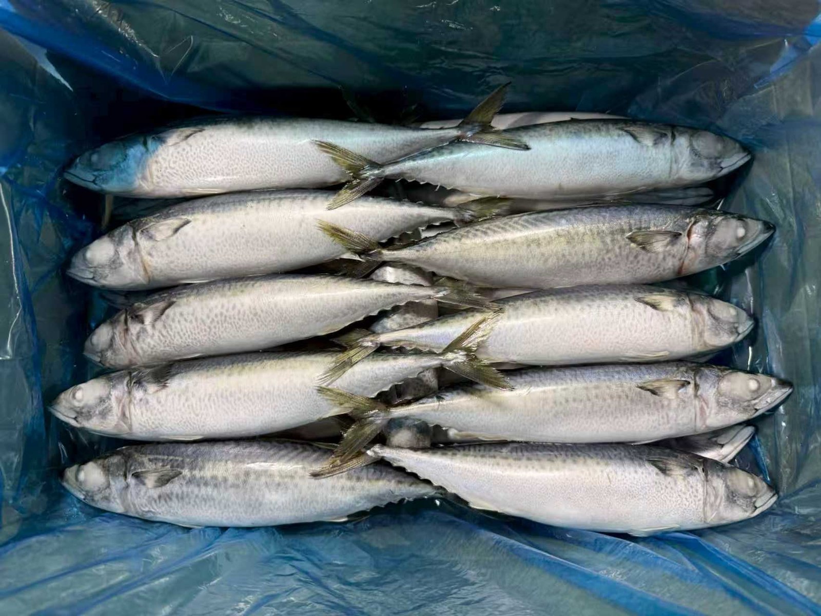 Land-Frozen Mackerel (Arranged BQF)