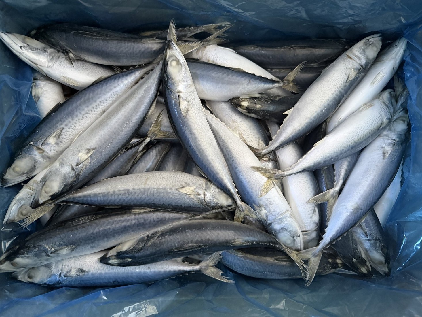 Land-Frozen Mackerel (BQF)