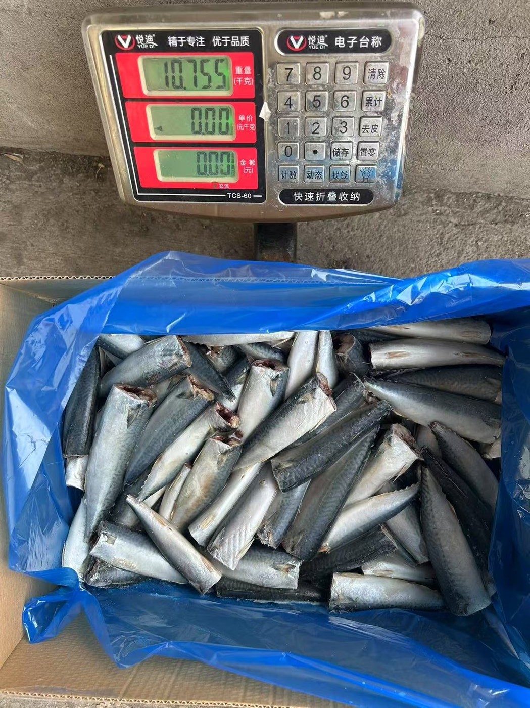 Land-Frozen Mackerel (HGT, Block) 2