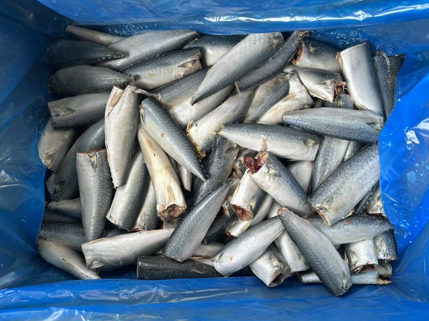 Land-Frozen Mackerel (HGT, Block)