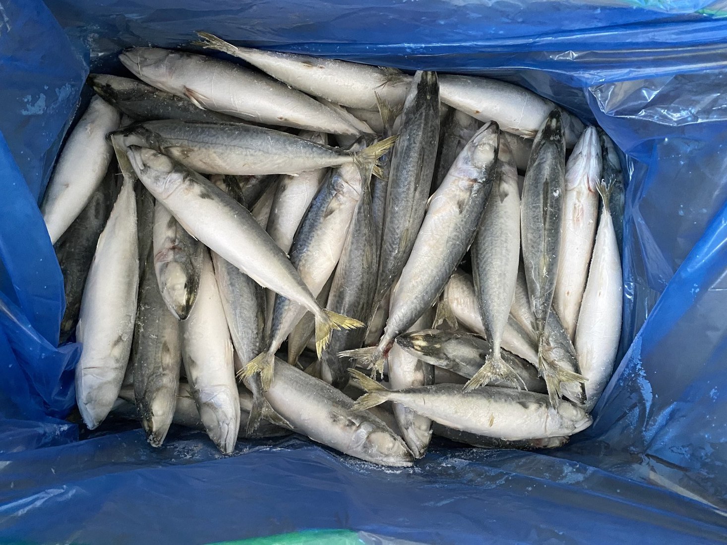 Land-Frozen Mackerel (IQF)