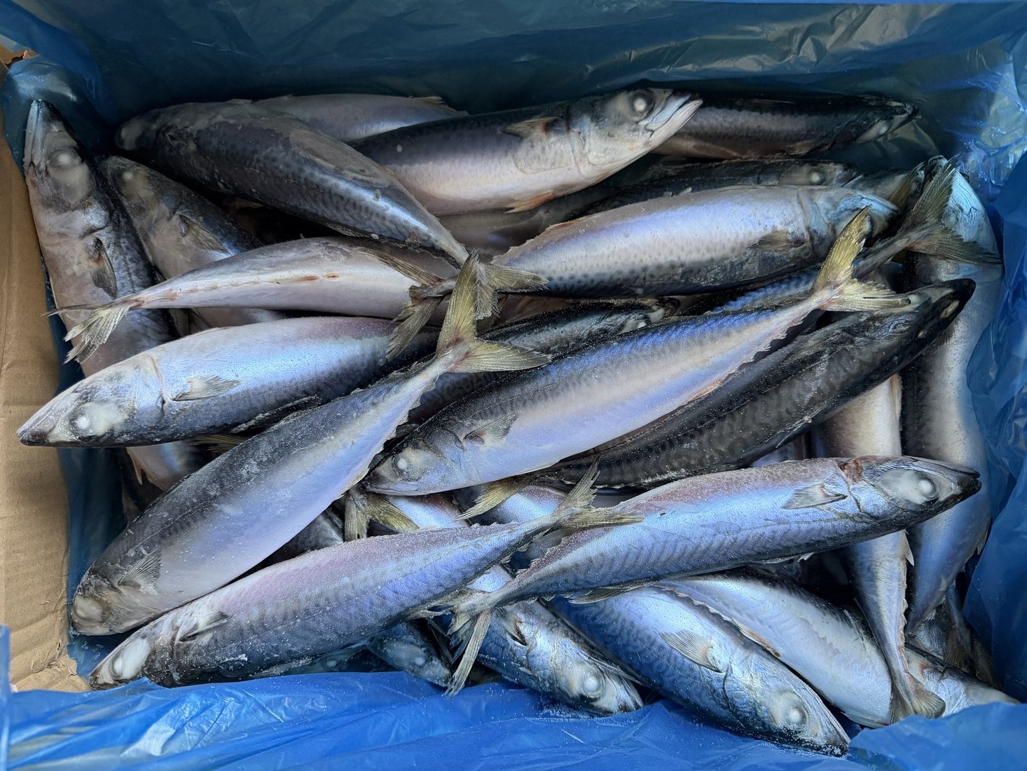 Sea-Frozen Mackerel (BQF)