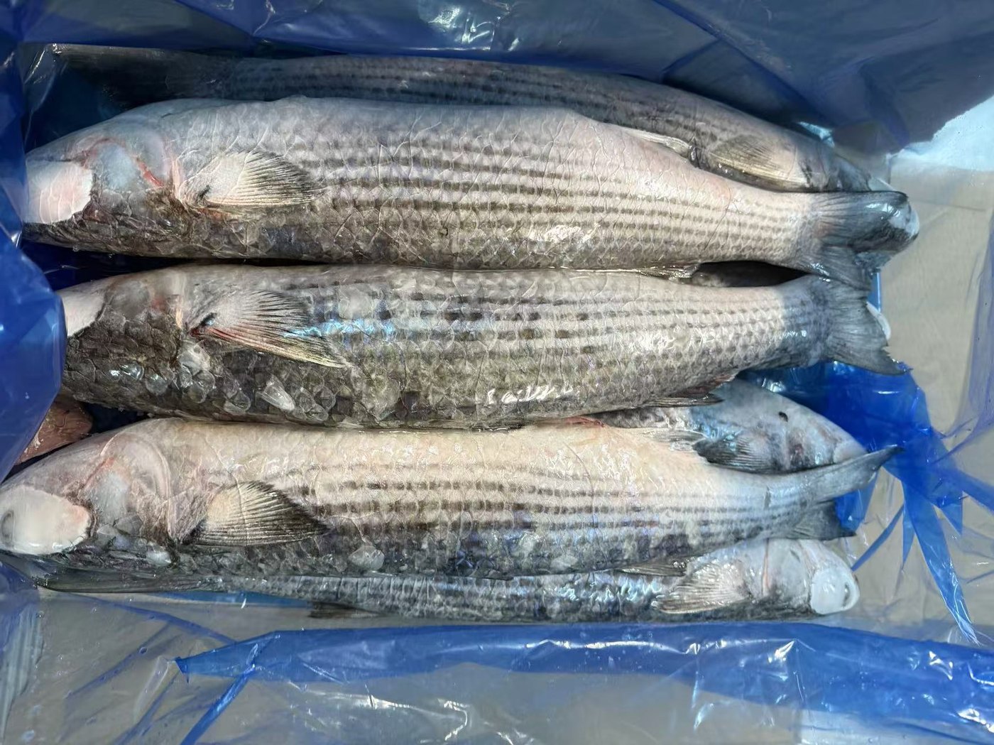 Frozen Gutted Grey Mullet