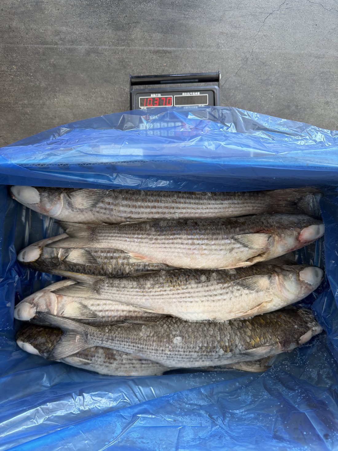 Frozen Gutted Grey Mullet 2
