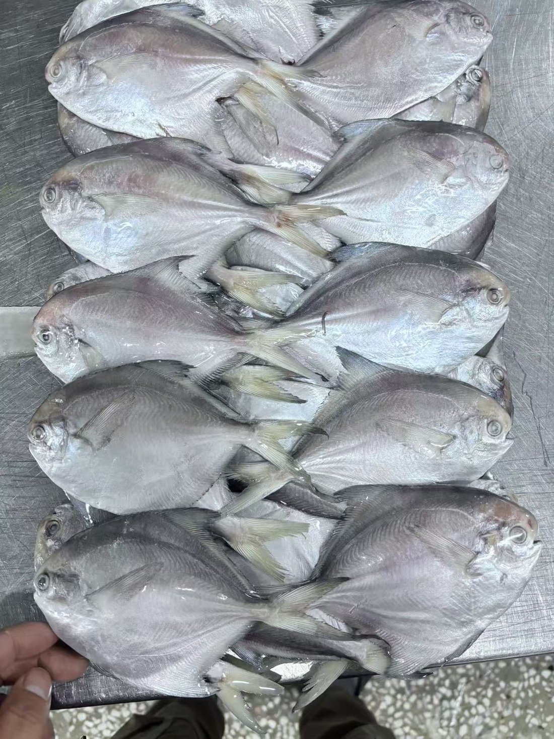 Frozen White Pomfret (Board-Frozen)