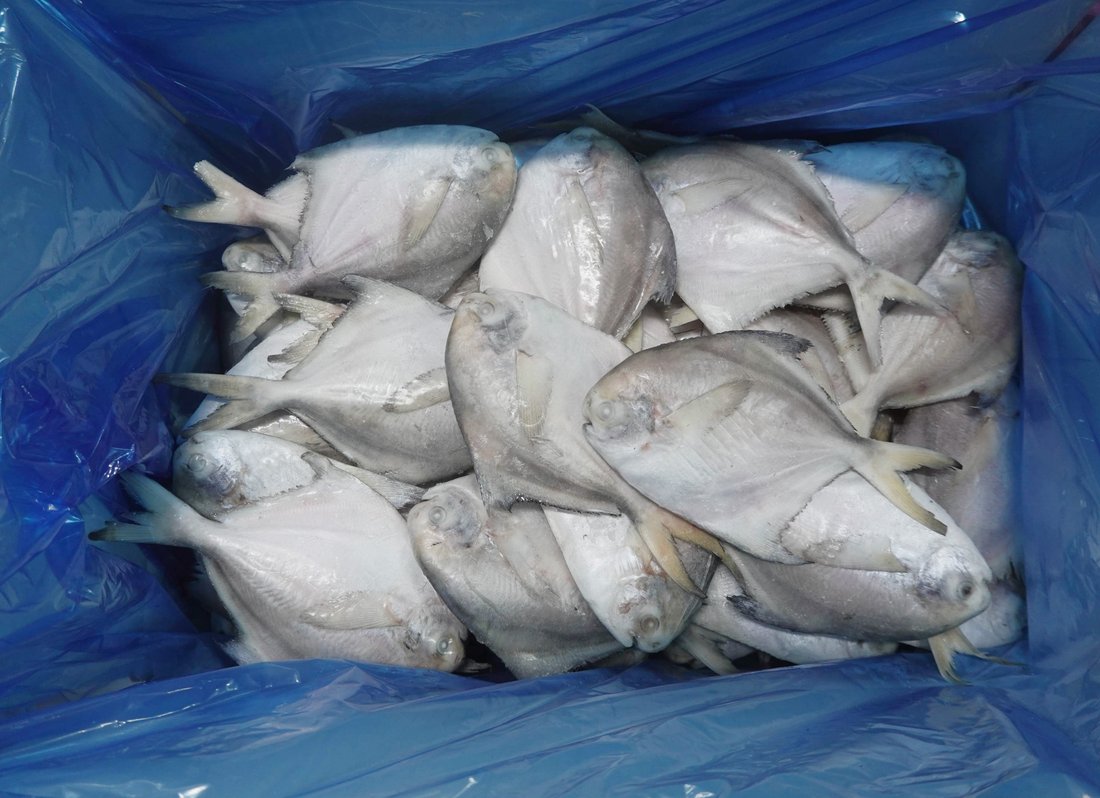 Frozen White Pomfret (IQF)