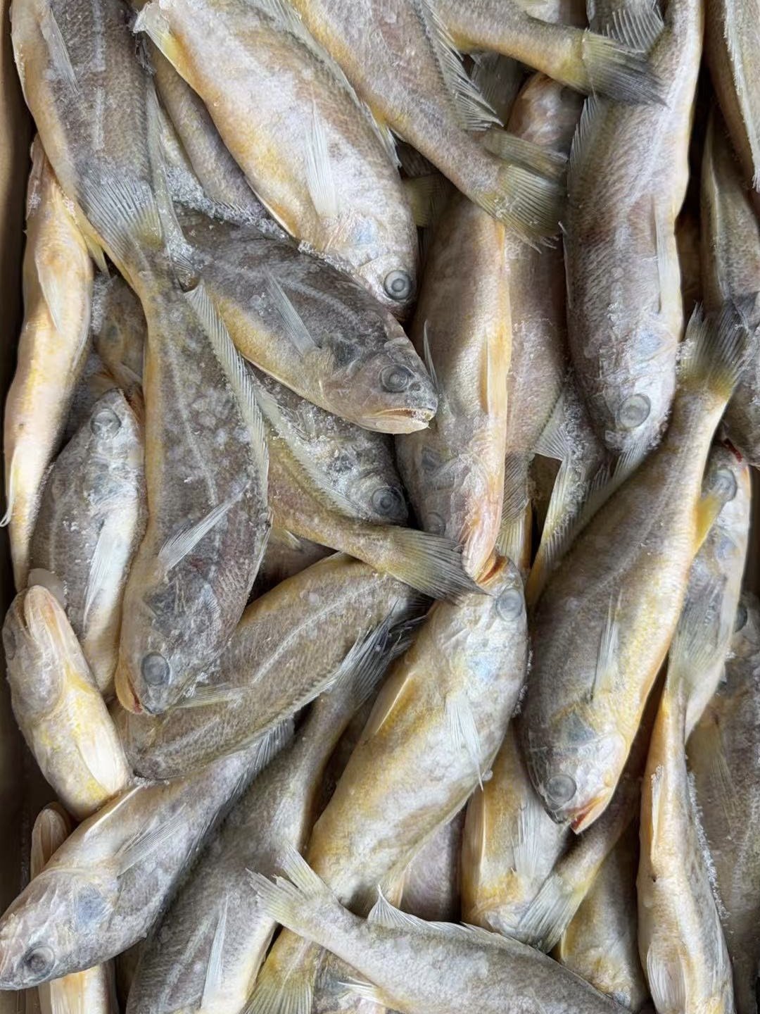 Frozen Yellow Croaker (Board-Frozen)