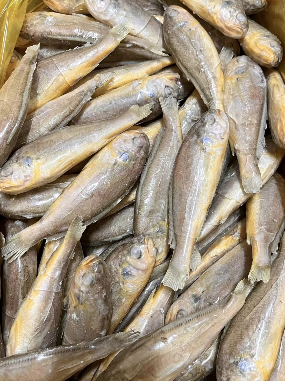 Frozen Yellow Croaker (IQF)