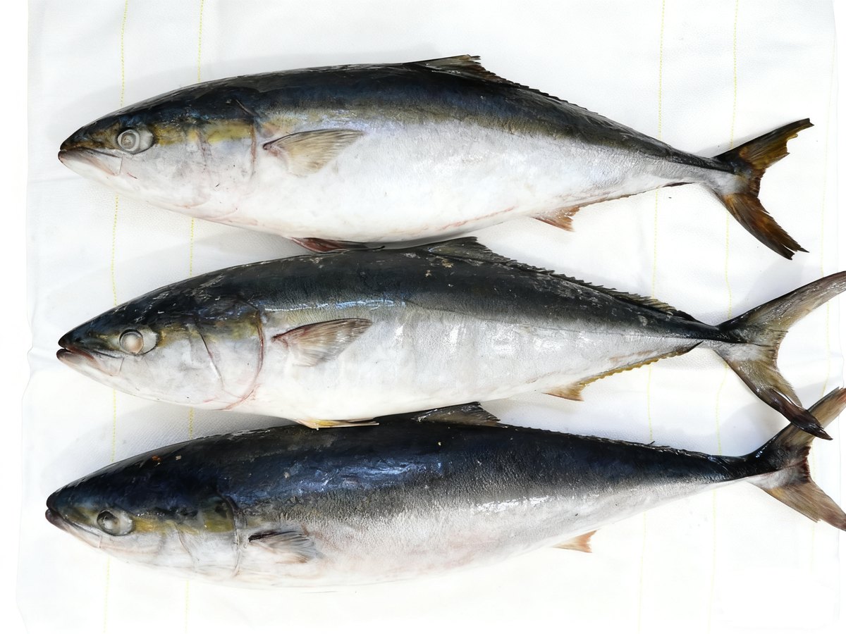 Frozen Yellowtail