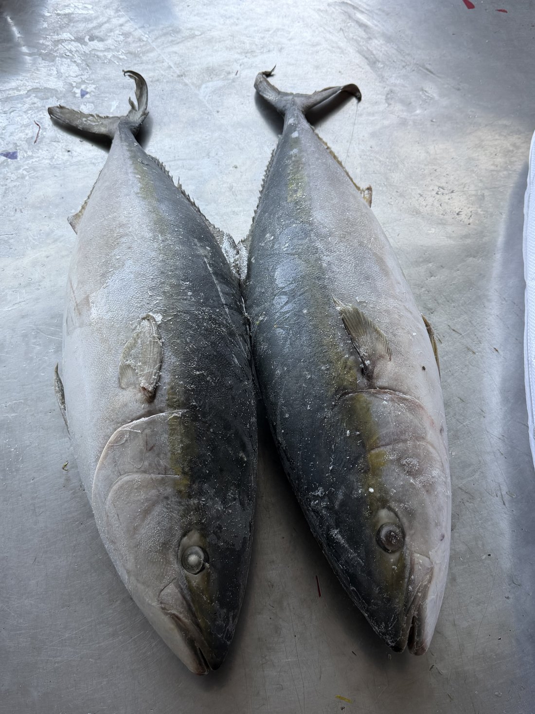 Frozen Yellowtail 2